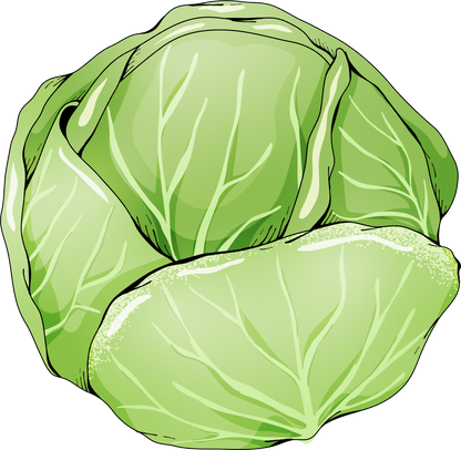 Japanese Manga Style Cabbage